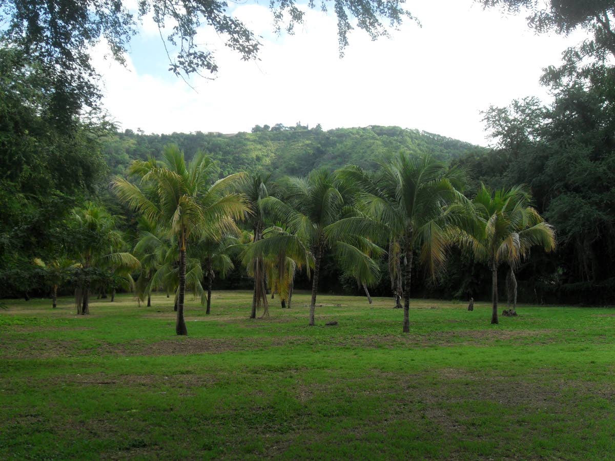 PHOTO BY Nicole Bailey 
Coconut trees form a circle 