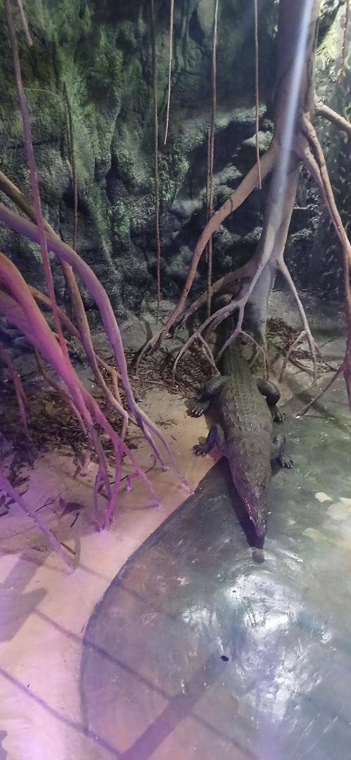 A section of the ‘Wetland’ diorama at the Natural History Museum Exhibition Gallery.