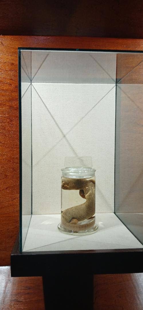  A specimen of the extinct giant Jamaican galliwasp is on permanent loan to the Natural History Museum of Jamaica from The University of the West Indies.