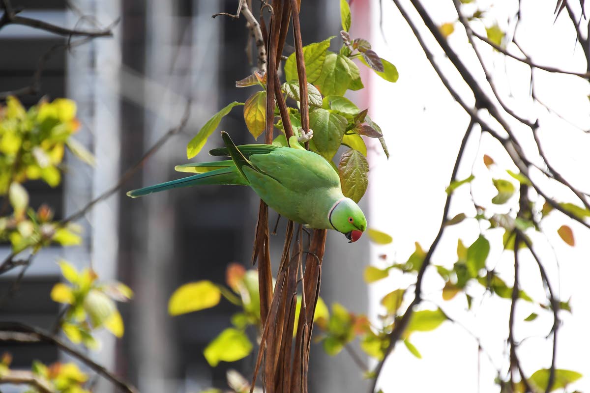 
A parakeet
perched on a tree
in London, England. 
In Jamaica, the 
Olive-throated
parakeet is protected under  the Wildlife 
Protection Act.