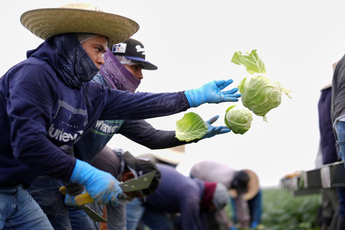 Workers harvest cabbage on a field less than 10 miles from the border with Mexico, in Holtville, California. 