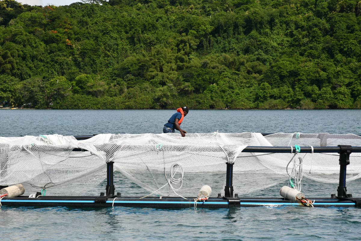 Aquaculture technician at the National Fisheries Authority  Bowden Bay Mariculture Research Facility in St Thomas, Derrick Robinson, adjusts the net of a cage where fingerlings will be placed in the next phase of the Red Snapper Cage Culture Fin Fish Pilot