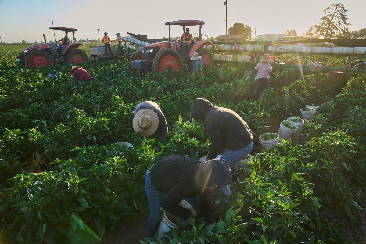 Migrant farmworkers pick a vegetable crop on an early morning in Fresno, California, in July 2025.