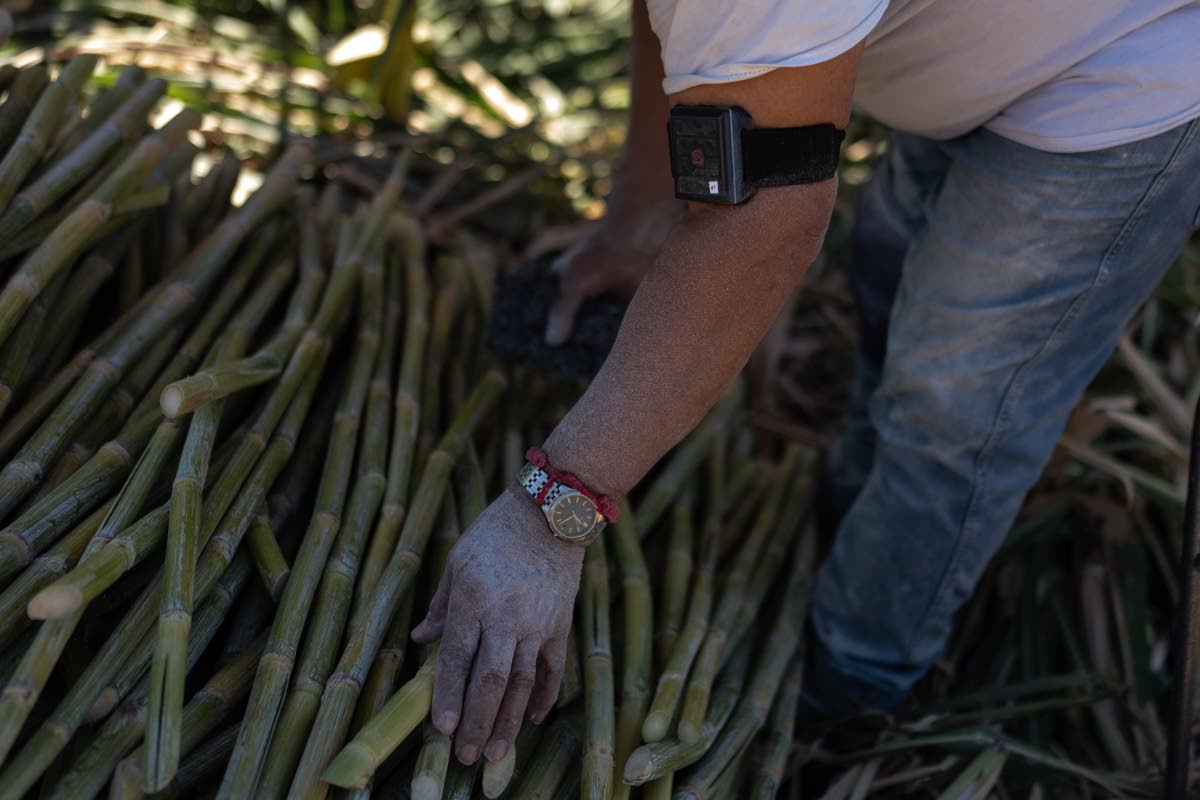 With a wearable heat-stress monitor strapped to his arm, farmworker Cristino Romero bundles sugarcane in Niland, California, in September.