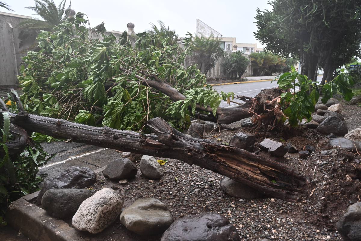 A downed tree on Church Street in downtown Kingston yesterday. 