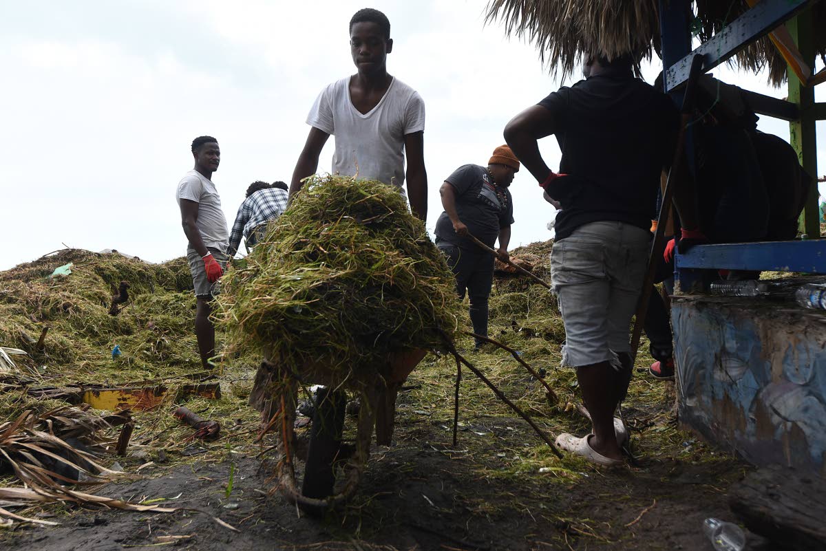 Volunteers on Wednesday clearing a vast amount of seaweed that washed ashore at the Little Ochie Seafood Restaurant in Alligator Pond, Manchester, during the passage of Hurricane Melissa on Tuesday.