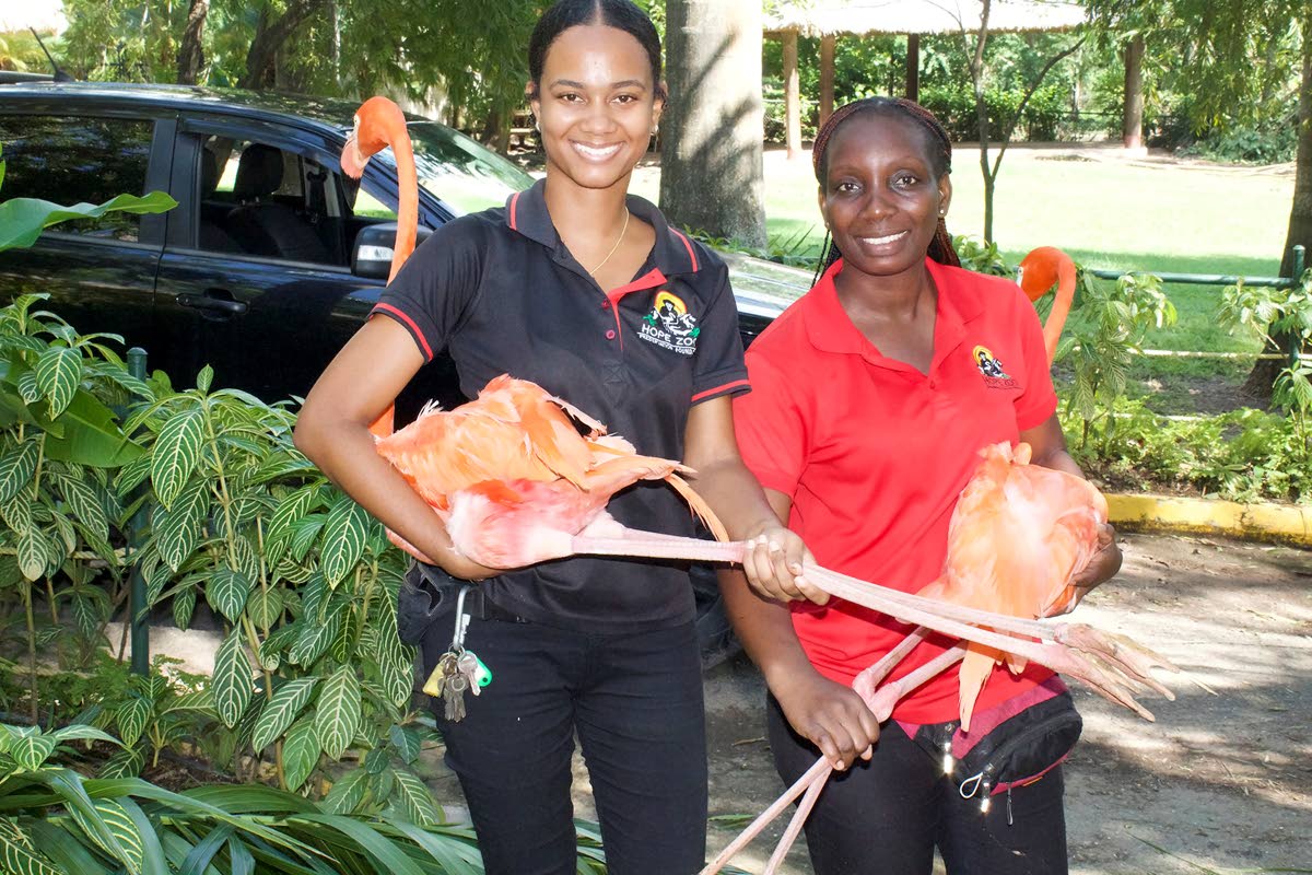 We caught Dr Szarianne Khan (left) and Shaneek Lewis mid-relocation of the flamingos back to their home.