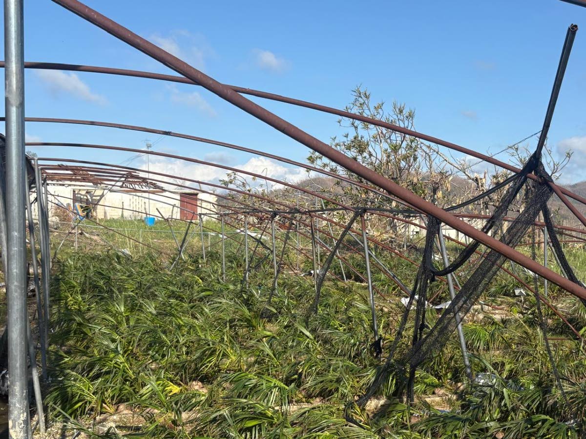 Hurricane Melissa damage to the greenhouse complex at the Knockalva Polytechnic College.