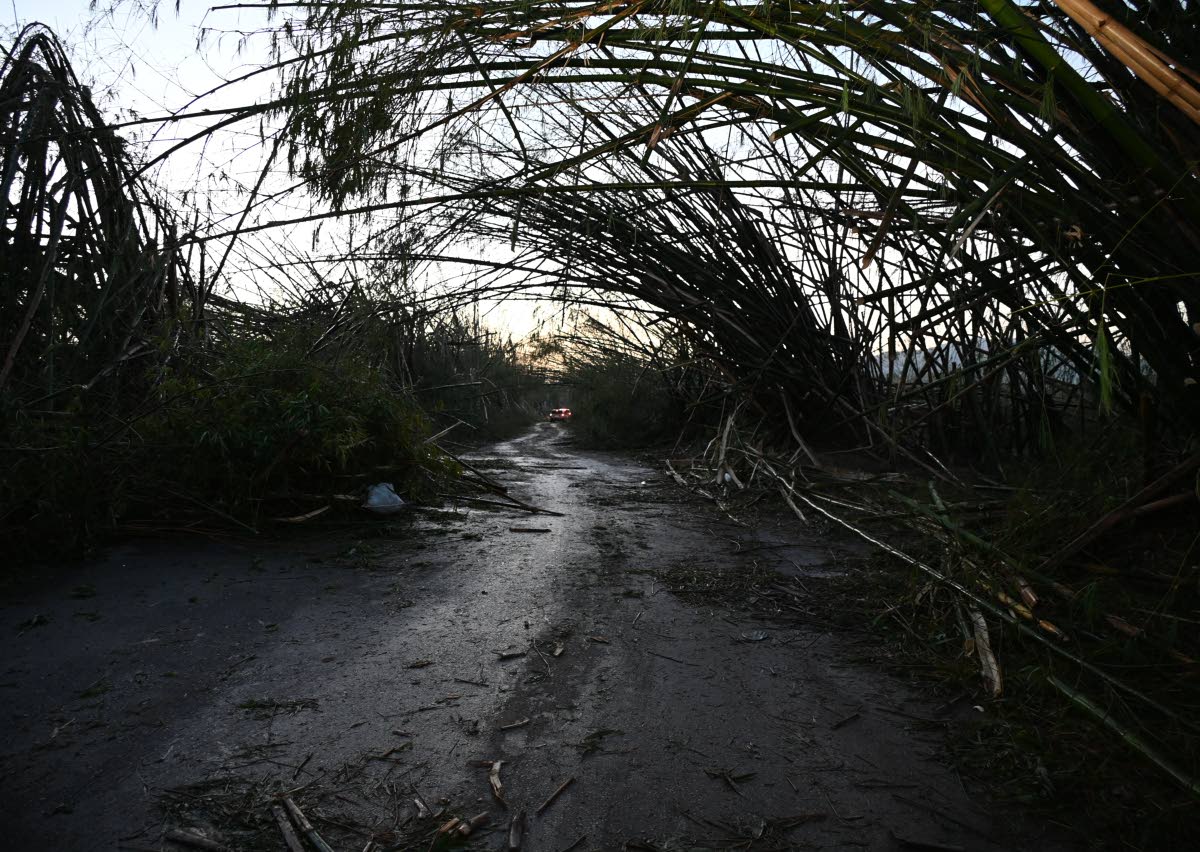 Holland Bamboo destroyed by Hurricane Melissa