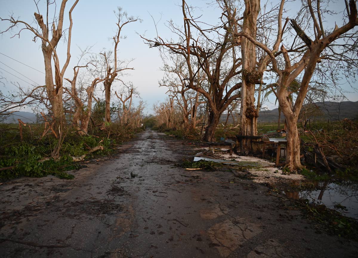 A section of Holland Bamboo in St Elizabeth, stripped by Category 5 Hurricane Melissa.