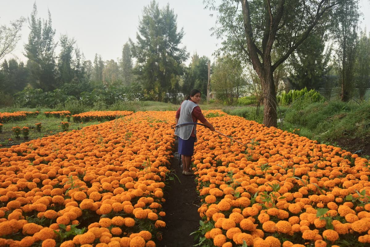 Flor Jimenez waters her crop of cempasúchil flowers in preparation for Day of the Dead celebrations in Xochimilco where marigolds are grown on the outskirts of Mexico City.