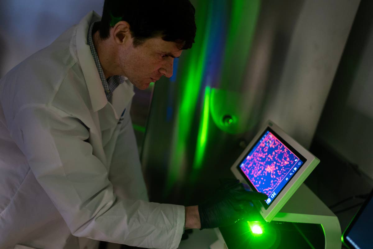 Dr William Ambler, a translational research scholar who studies how biological sex affects the risk of autoimmune diseases, looks at cells under a microscope in the lab where he works at the National Institutes of Health in Bethesda, Maryland.