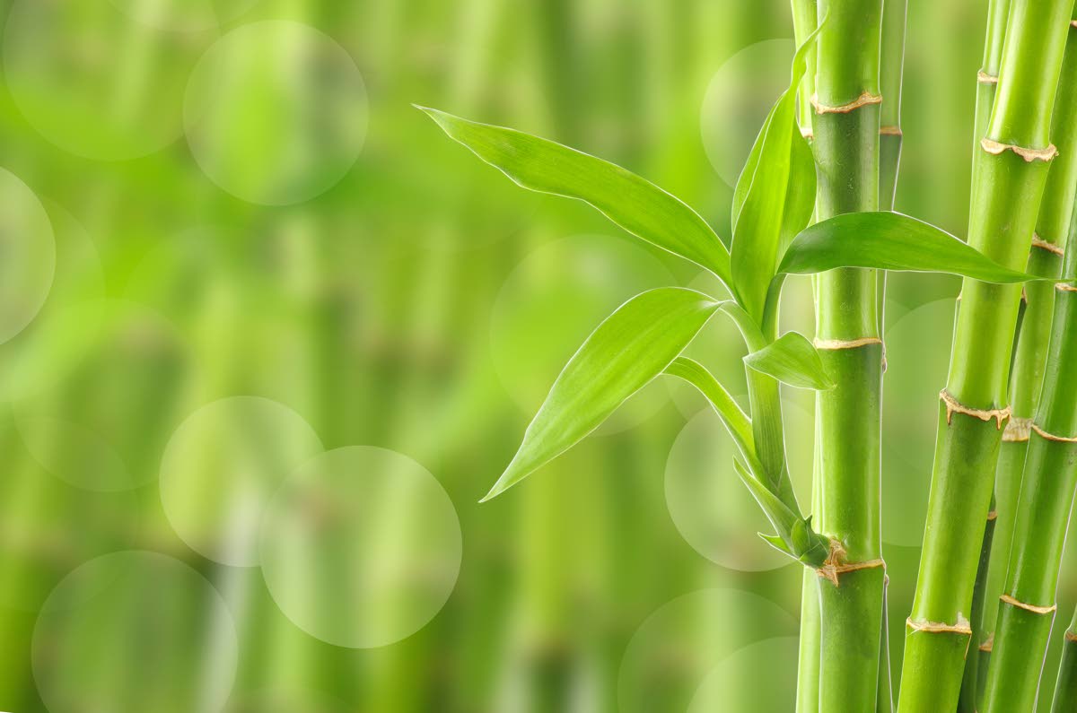 Bamboo plants