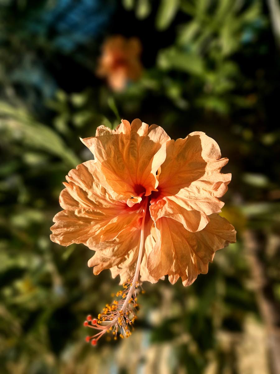 Photo by Mark Bell 
Tropical bliss ... a blooming Hibiscus