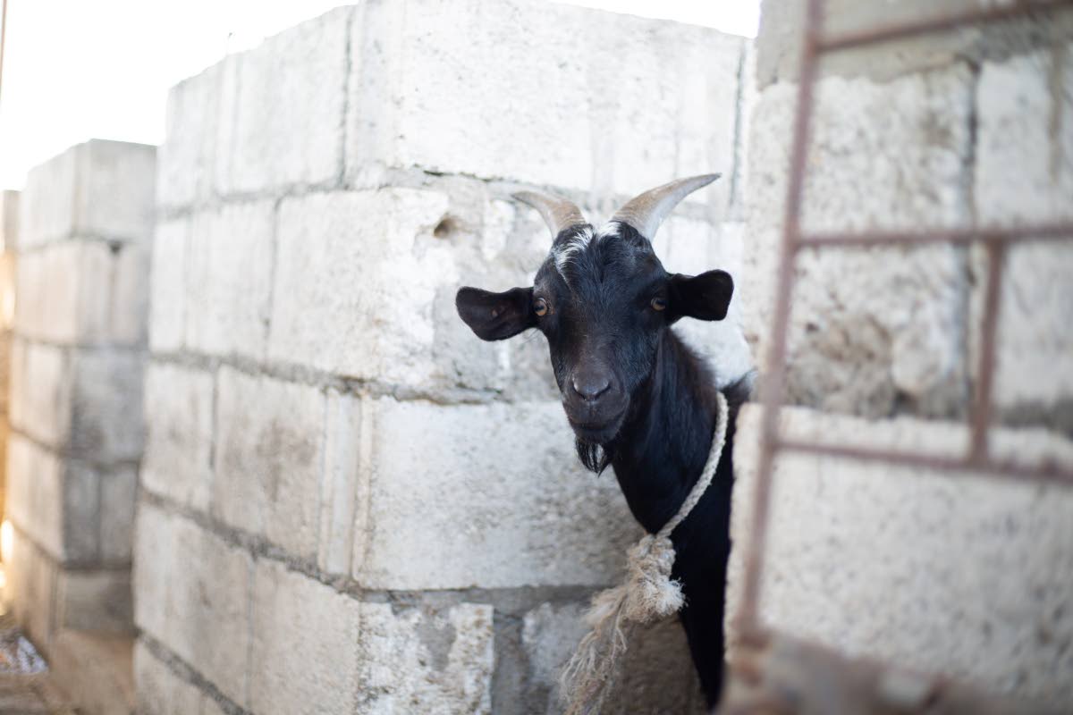 One of two goats let at LD PPromise Farms
