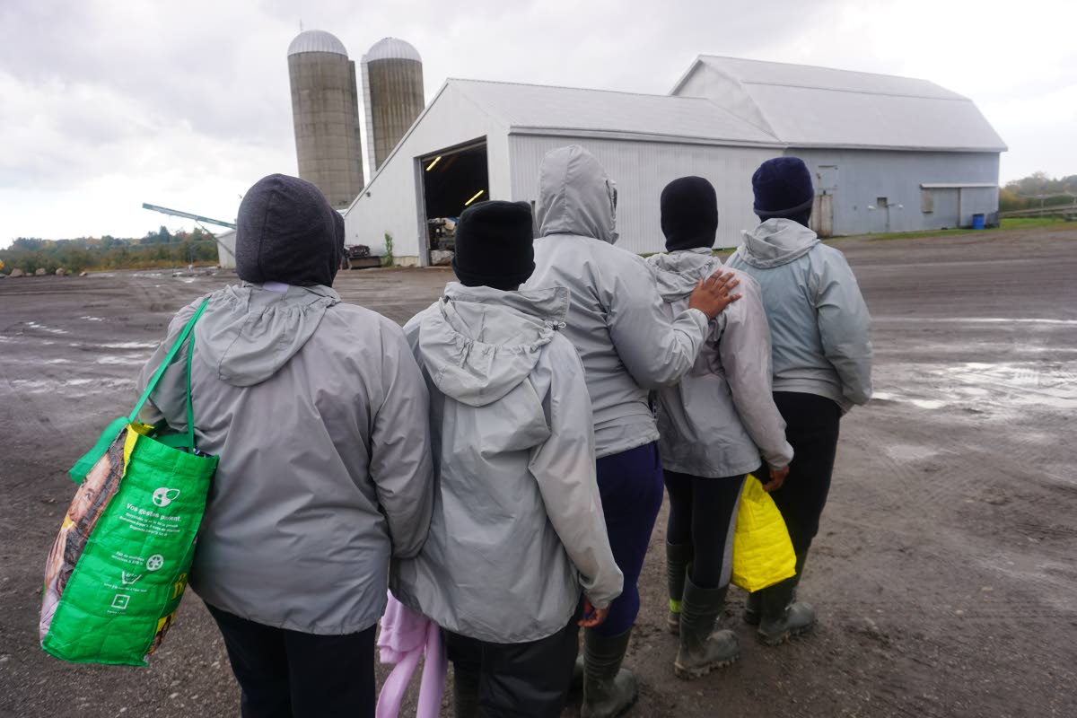 Many Jamaican women were in 2022 working on a 2,500-acre apple farm in Canada, which was visited by a Jamaican team of fact finders who were probing the status of Jamaican farm workers in Canada.