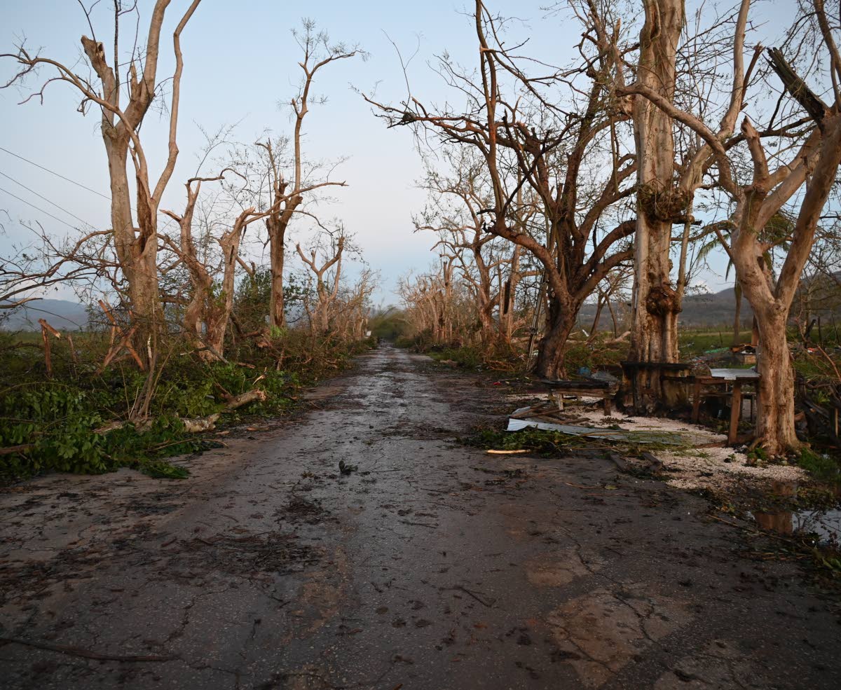 Remnants of Holland Bamboo in St Elizabeth, destroyed by Category 5 Hurricane Melissa in October.