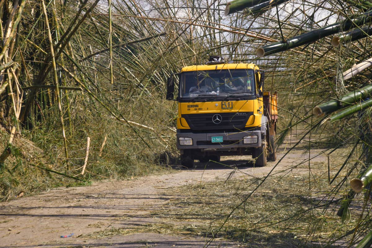 A section of Holland Bamboo in St Elizabeth that was destroyed and devastated during Hurricane Melissa.