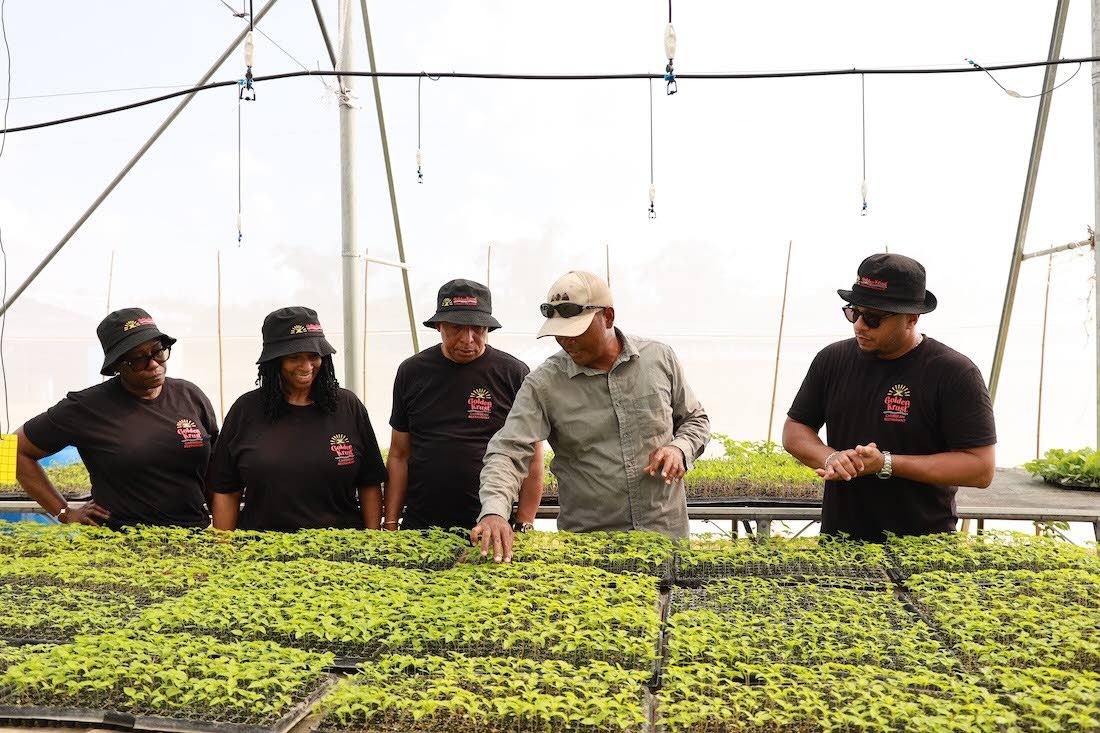 Luke Lee (second right), director of Gen Paradise farm, leads the Golden Krust executive team through his greenhouse, which withstood Hurricane Melissa. With him (left to right) are Orlean Lunan-Dowe, executive director of restaurant operations; Jacqueline