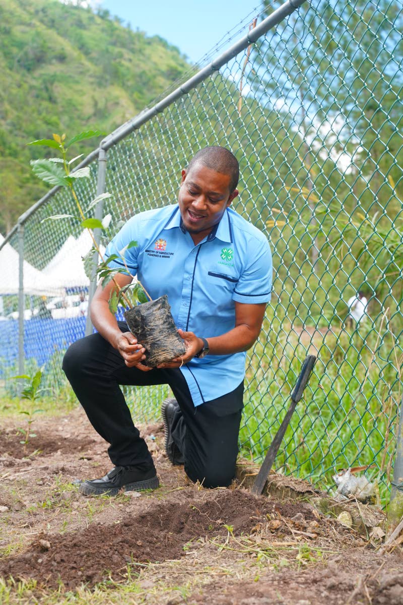 Minister of Agriculture, Fisheries and Mining Floyd Green plants a coffee seedling on the grounds of the Guava Ridge Basic School during a planting exercise on Jamaica Blue Mountain Coffee Day on Friday.
