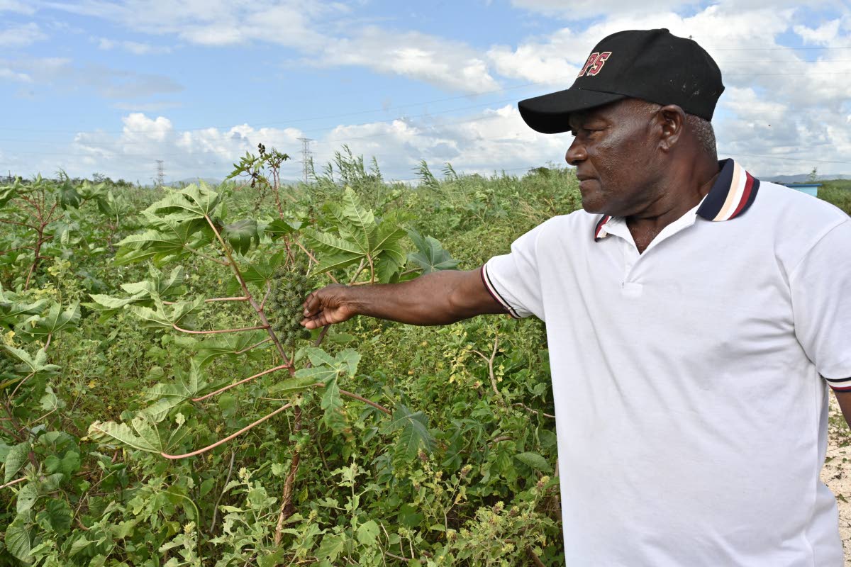 Raymond Currie, a farmer since 1986, said he received just one bag of fertiliser for his 
six-and-a-half-acre plot, planted mainly with okra. He said his crops were to be reaped in December, but Melissa said otherwise.