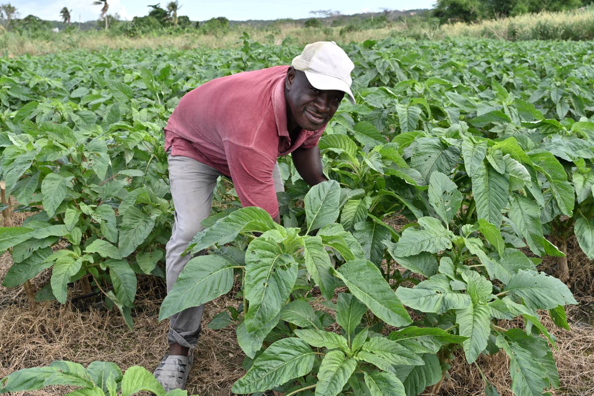 A farmer working in his field in the Parnassus agro park in Clarendon on December 18, 2025.