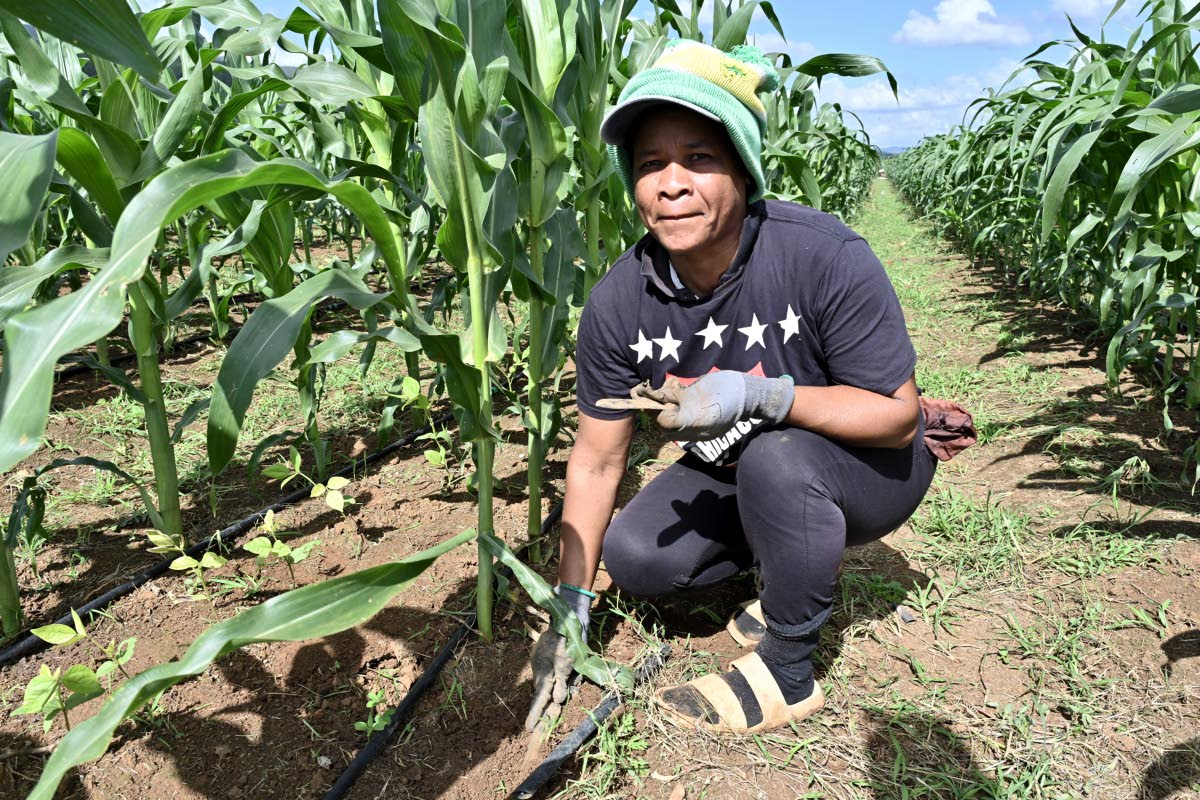 Annette Graham, weeds out sweetcorn on ESL farm in Spring Plains, Clarendon, during a recent Sunday Gleaner visit to agro parks in Clarendon.