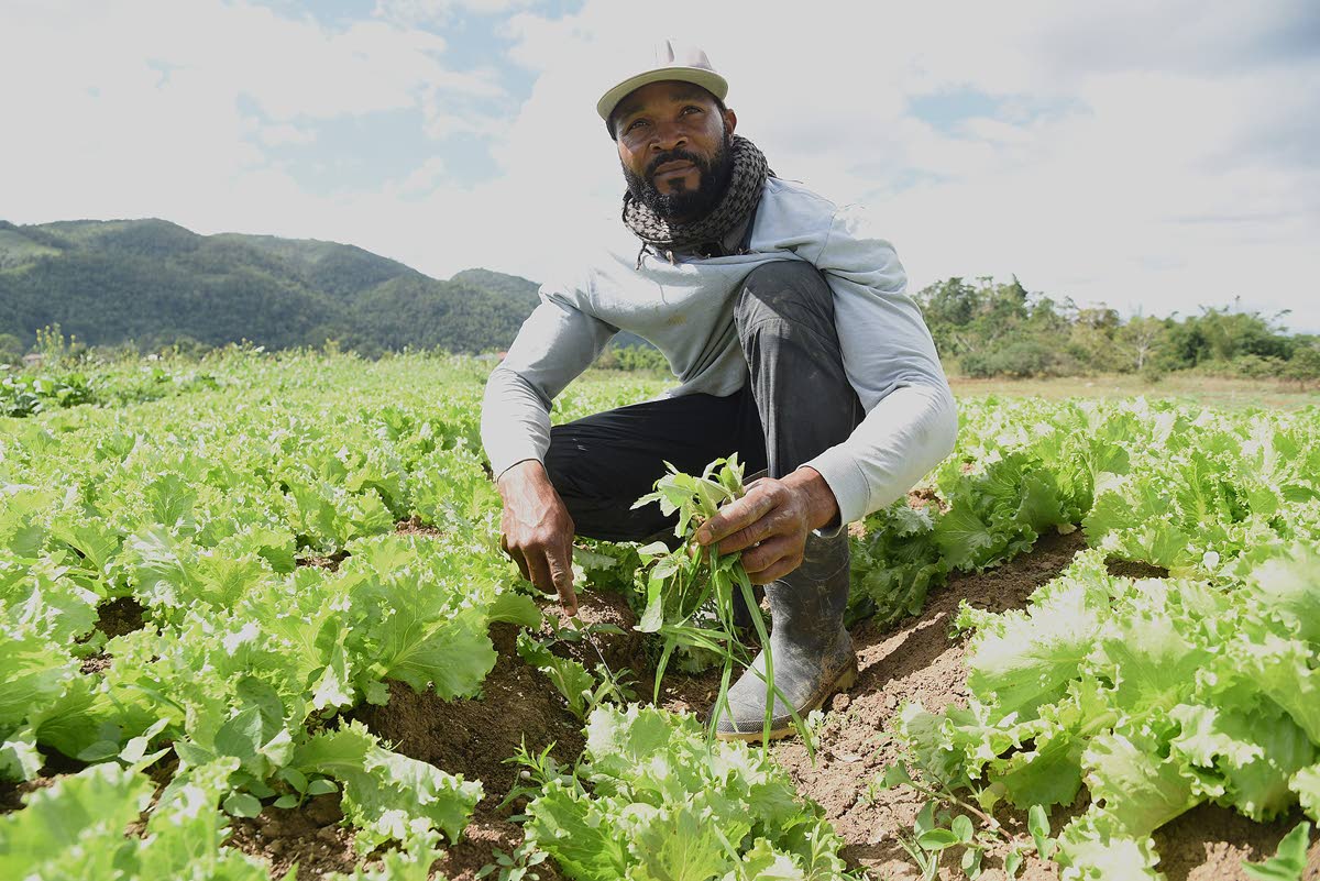 Third-generation farmer Carlington McCook, who is also a police officer with the Jamaica Constabulary Force, told The Sunday Gleaner that he lost approximately $1 million worth of  lettuce, pak choi, and cabbage to Melissa’s fierce winds and flood rains.
