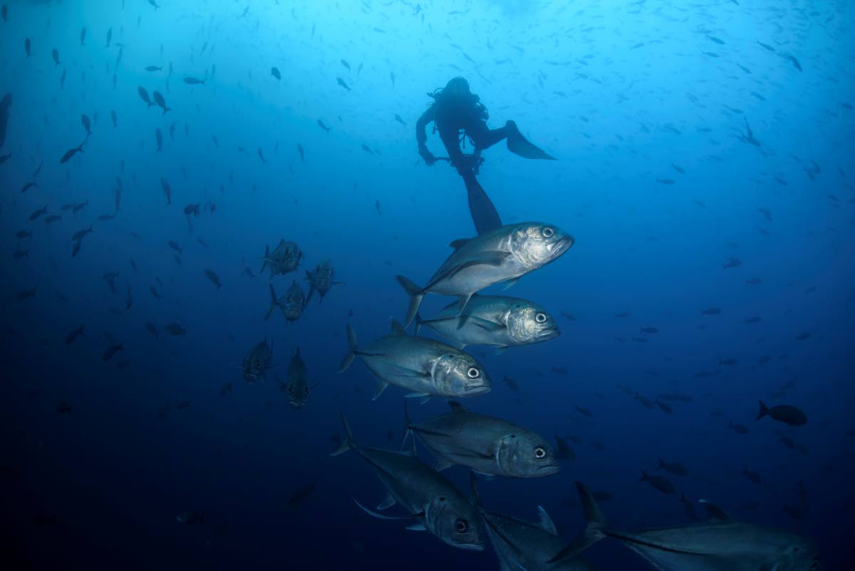 Bigeye trevally fish swim against the current at Wolf Island, Ecuador in the Galapagos.