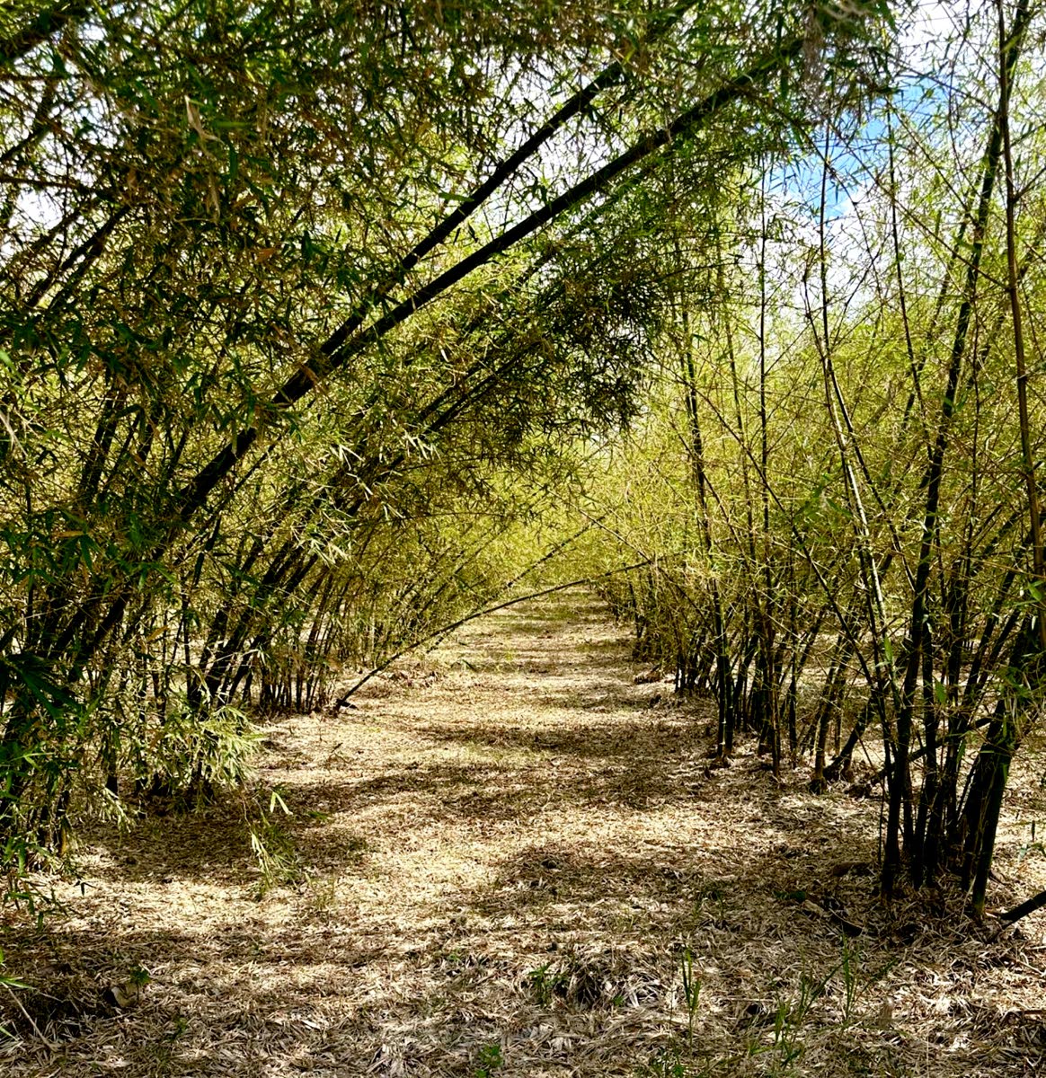 Bamboo test plots post Hurrican Melissa.