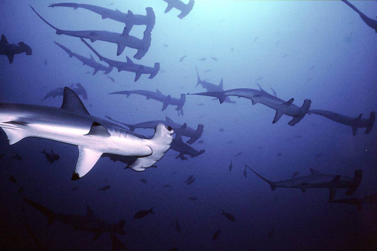 A school of hammerhead sharks.