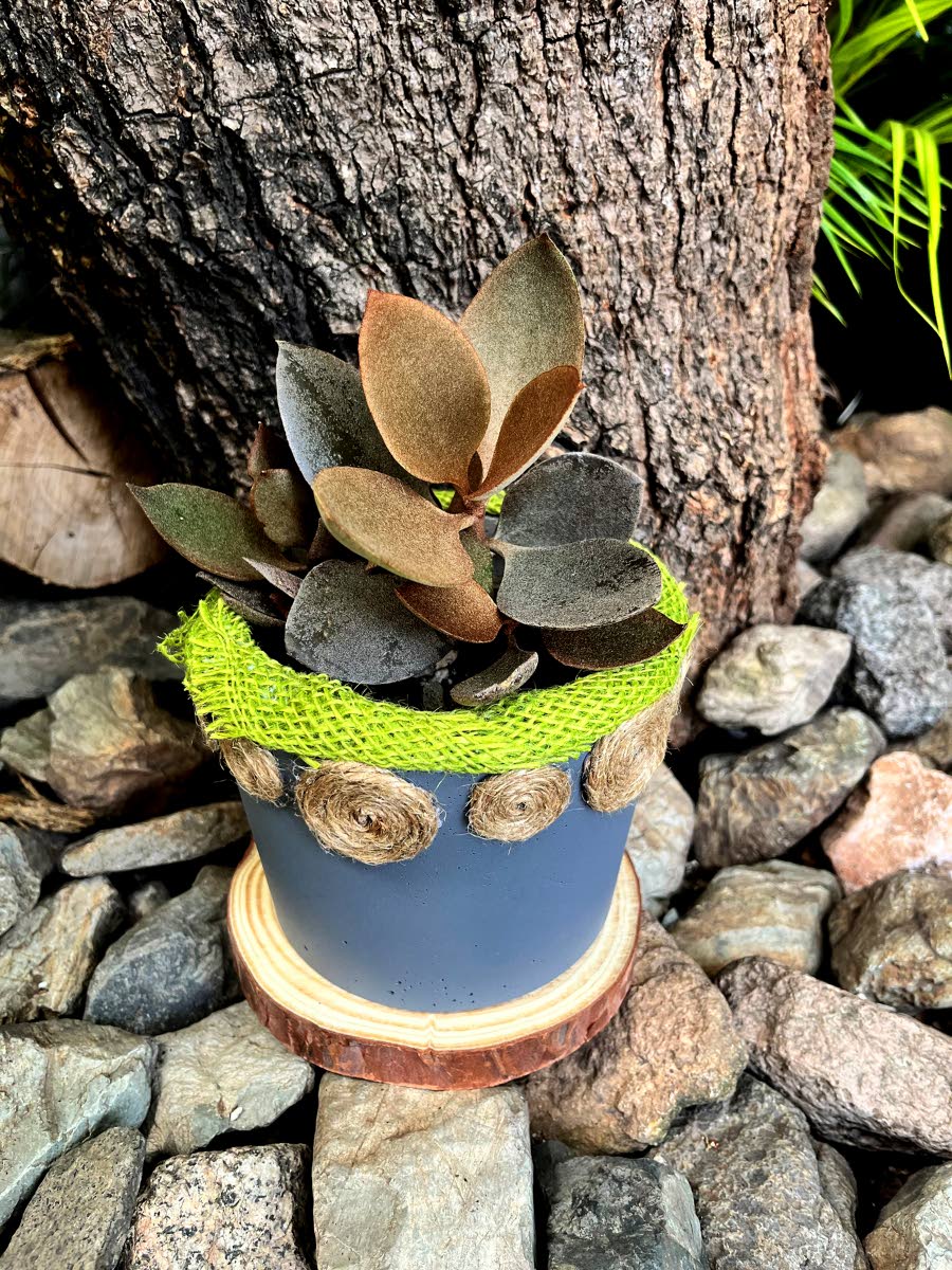 Kalanchoe is a popular succulent that thrives indoors, requiring bright, indirect sunlight.