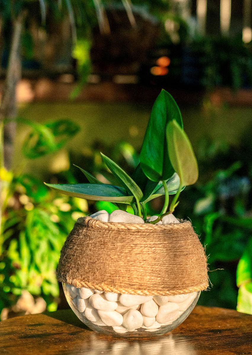 This Scindapsus plant is showcased in a unique vase featuring twisted jute rope details.