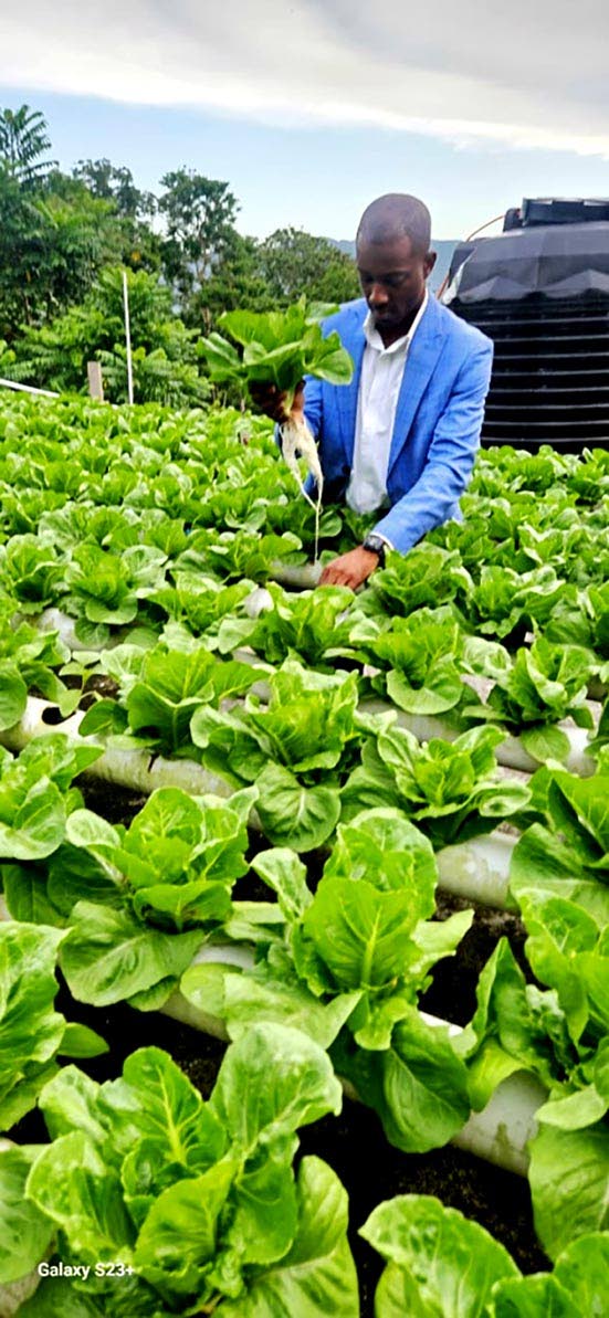  Chad Campbell harvests freshly grown lettuce cultivated using the Nutrient Film Technique (NFT) in hydroponic farming.