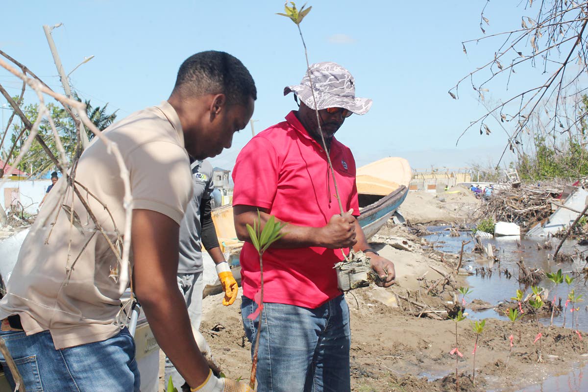 Dr Camilio Trench, marine biologist and lecturer at The University of the West Indies, together with a representative from the National Environment and Planning Agency plant mangrove seedlings to offset regrowth of the degraded mangrove forest. 