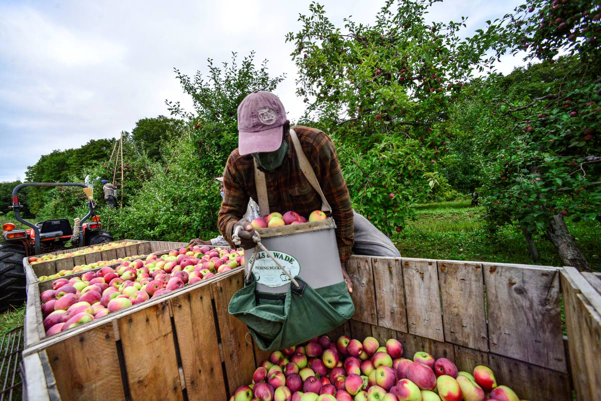 
Michael Johnson, a Jamaican migrant worker, gently dumps his bucket of apples into a wooden crate at the Scott Farm Orchard in Vermont on September 11, 2020.