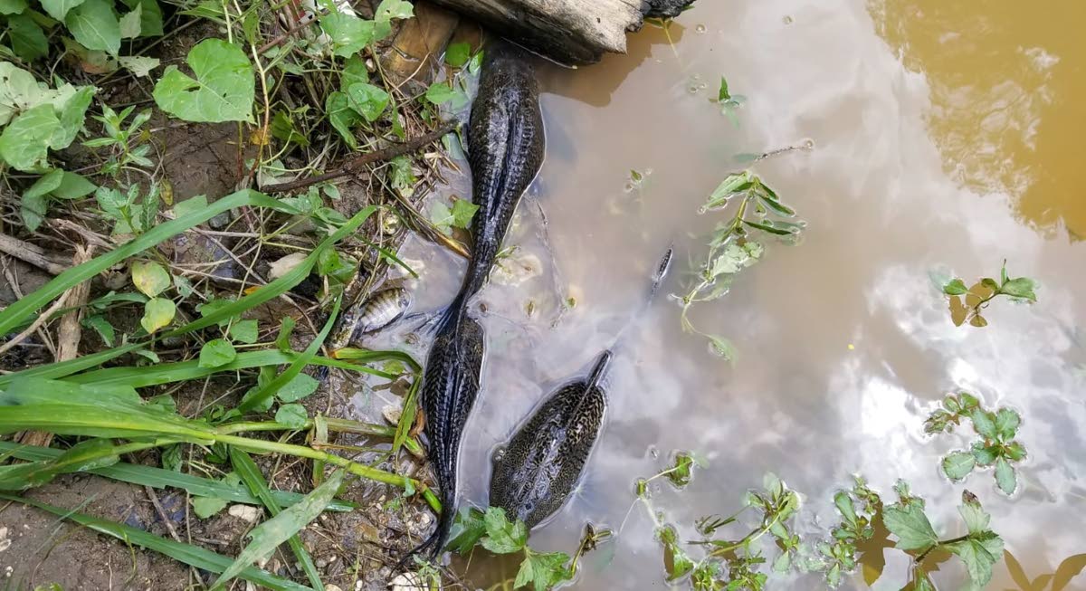 
In this 2021 photo dead fish are seen in the Rio Cobre river.