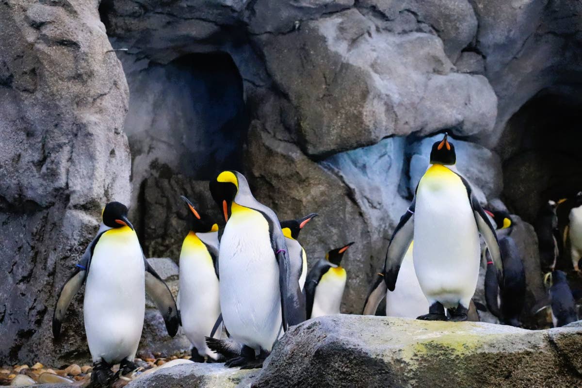 Penguins hanging out at Calgary Zoo, Calgary, Canada