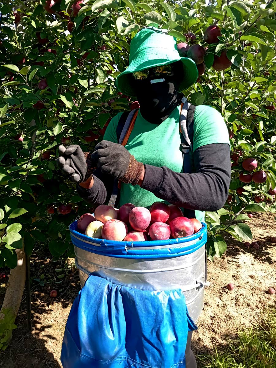 Maria Peart, a participant in the Canadian Farm Work Programme.
