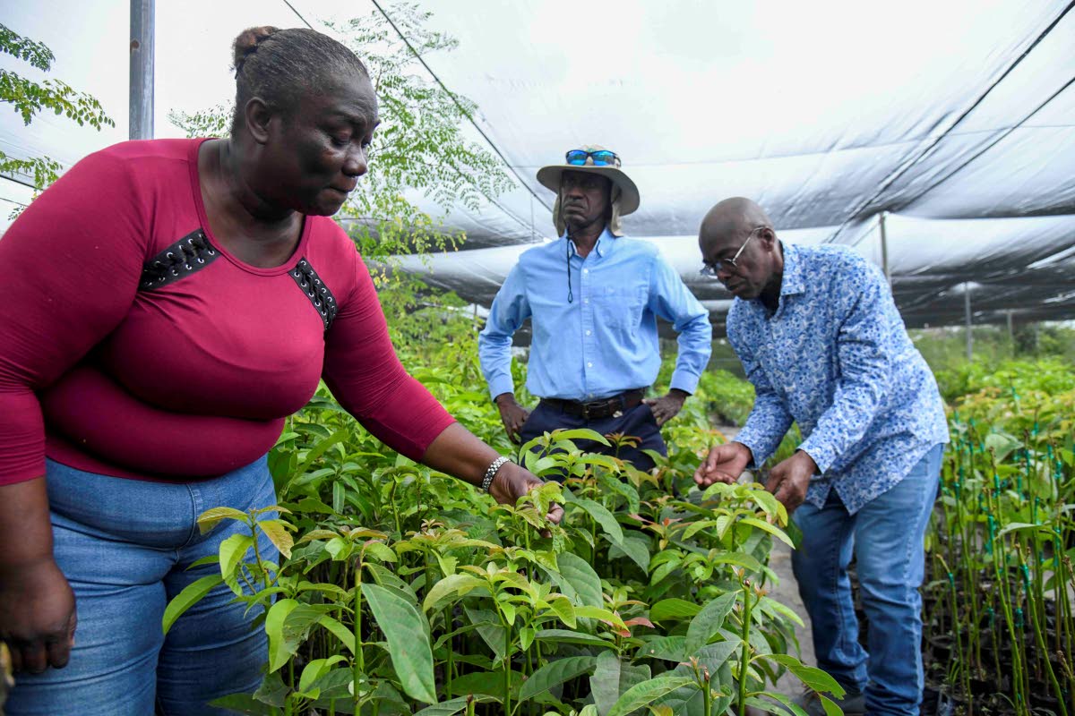 From left: Georgia Clarke, research assistant at the Bodles Research Station, Don McGlashan, principal research director for research and development, and Locksley Waites, fruit tree crop specialist, examine fruit plants at the Bodles Research Station in O