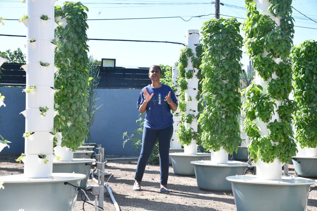 Kerrie-Anne Gray, stands between aeroponic towers overflowing with basil as she explains the operations of her farm in Havendale.