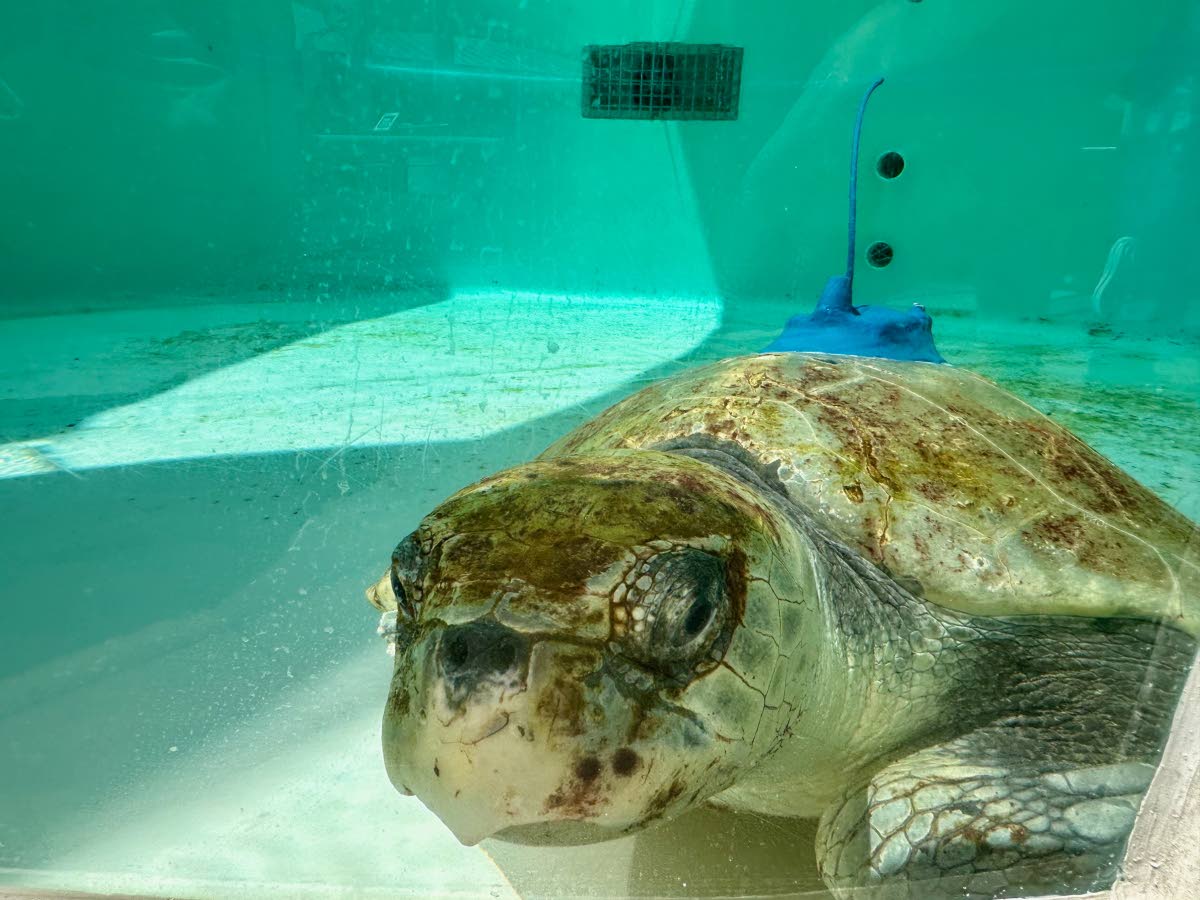 An adult female Kemp's ridley sea turtle is seen swimming in a tank at Loggerhead Marinelife Center after a satellite tracking device was attached to its shell in Juno Beach, Fla. on Tuesday, March 24, 2026.