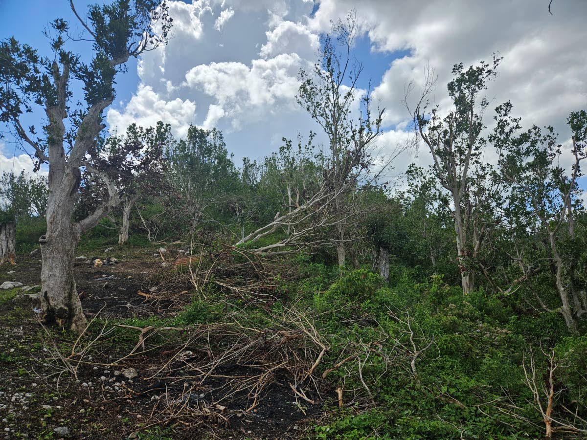 Damaged pimento trees, one of the main crops, in Harmony Hall, St Elizabeth, are springing back to life following Hurricane Melissa. The growth mirrors the slow, but progressive recovery of the community, which remains without electricity and other basic n