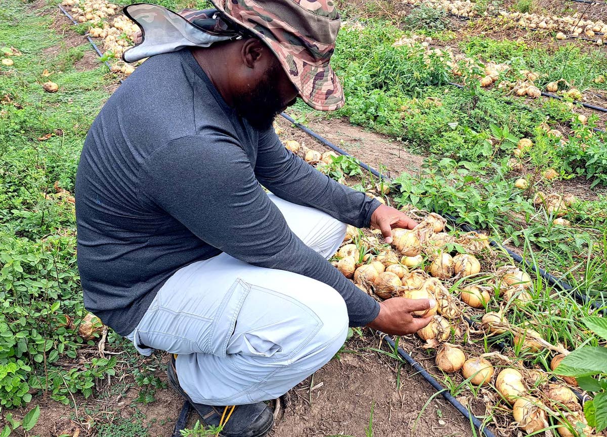Jorn Bennett examines onions reaped from his farm in Bernard Lodge, St Catherine.