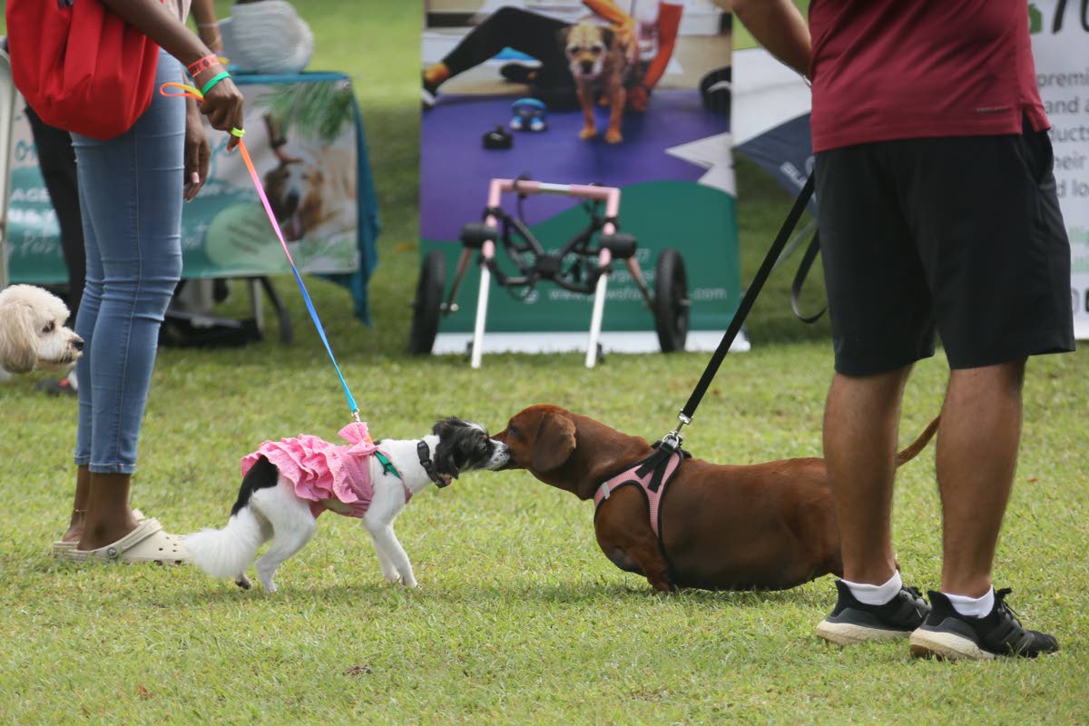 Making new friends is a must at this doggie social.
