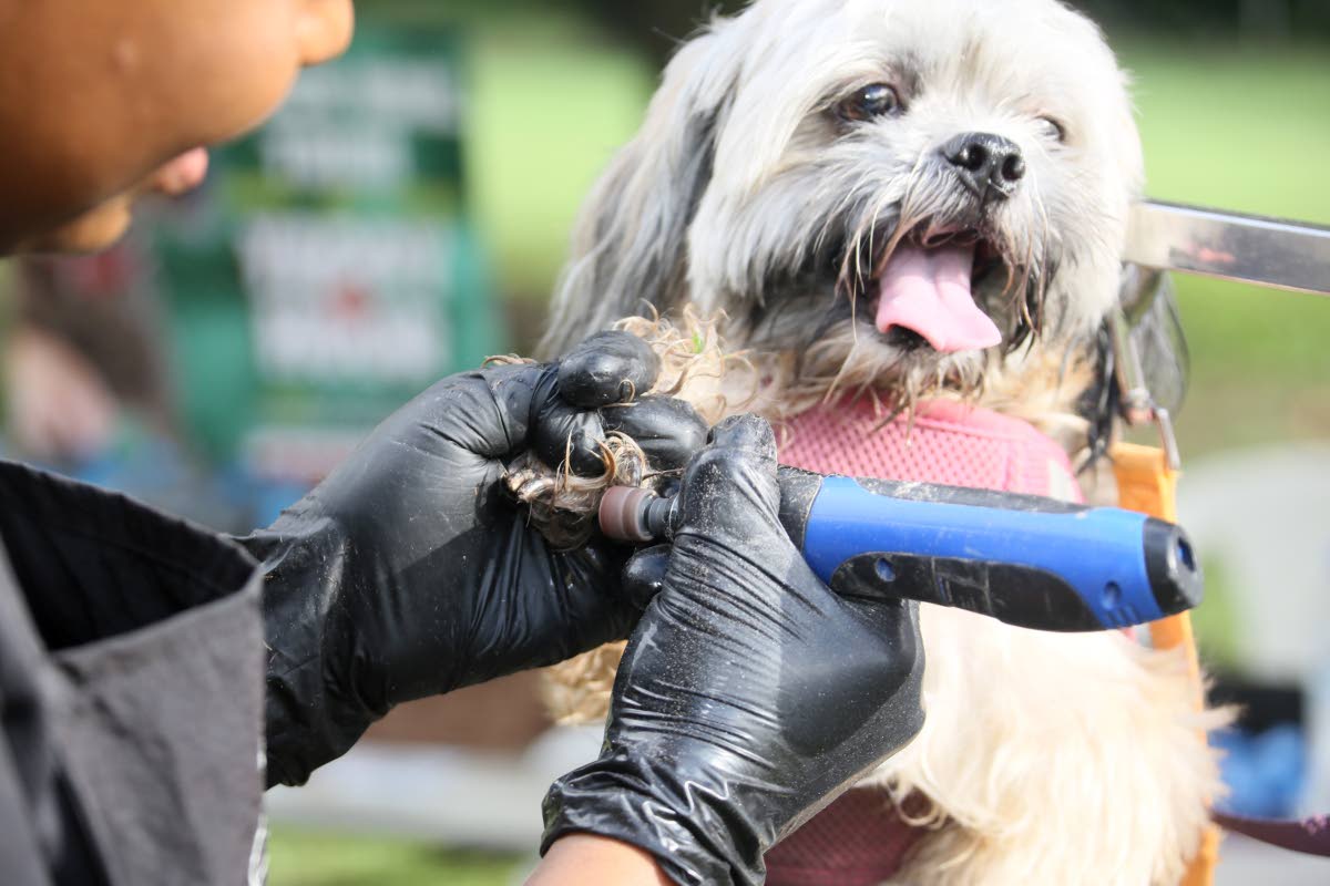 Bella is calm as Deja Gordon, the mobile groomer and veterinary technician behind Deja’s Grooming Services, tends to her nails.