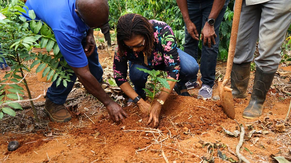 Member of Parliament for North East Manchester, Audrey Marks, demonstrates proper coffee planting techniques during the practical training session, guided by Hermon Donaldson, extension officer at JACRA, as part of the High Mountain Coffee Revitalisation T