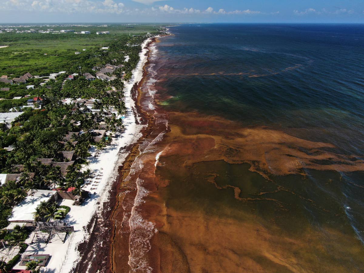 Sargassum gathers in the water off the coast of Tulum, Mexico, last Thursday.