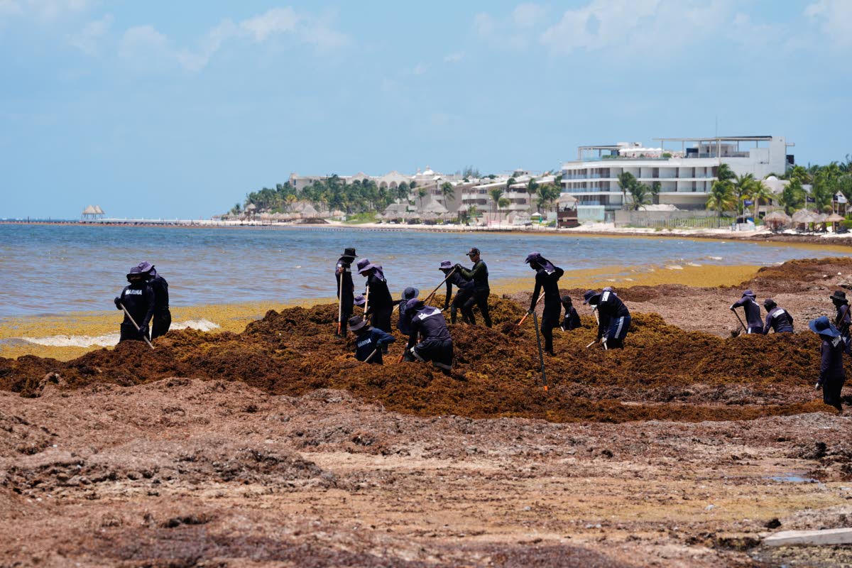 Members of Mexican Navy remove sargassum along the shore of Puerto Morelos, Mexico, last Thursday. 