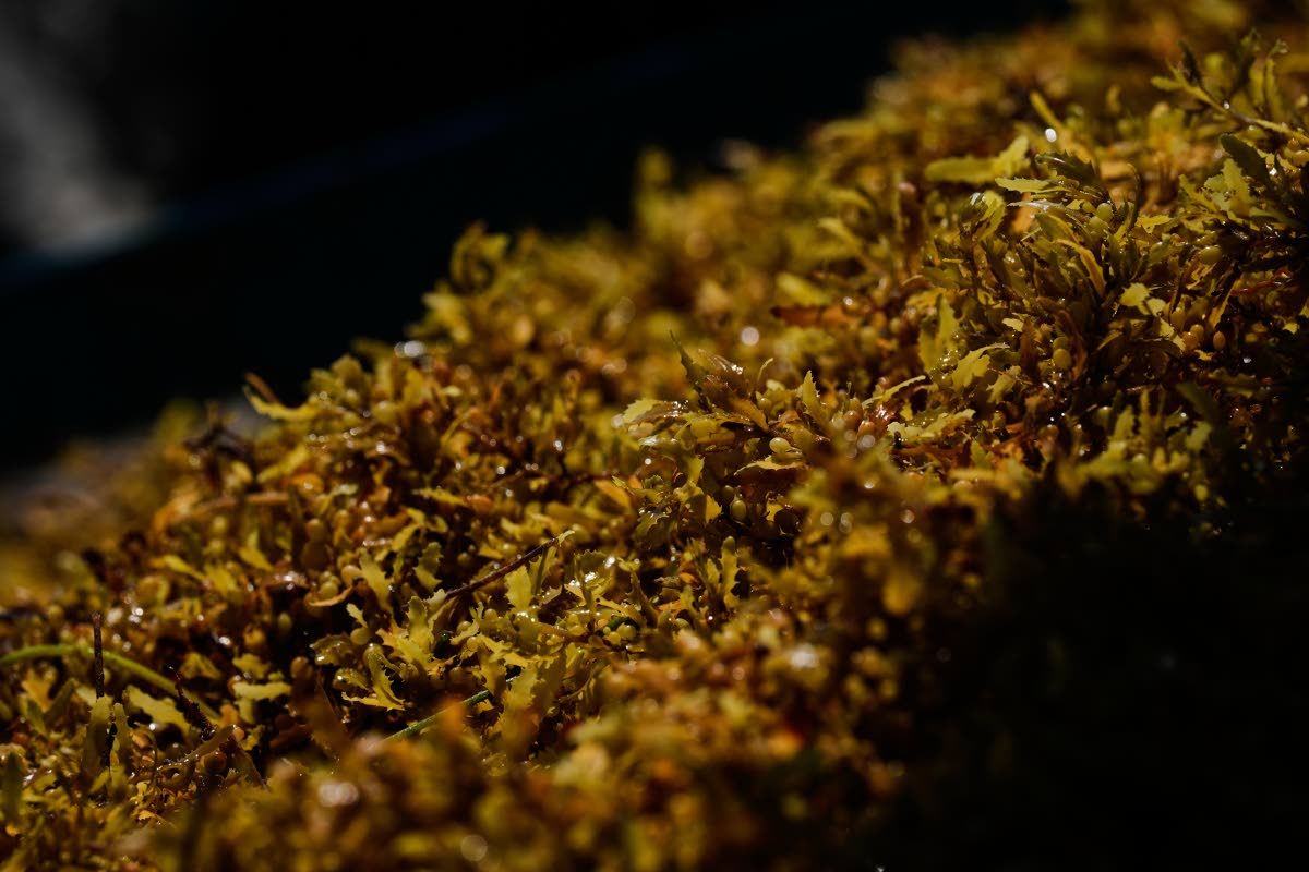 Sargassum gathers in the water off the coast of Tulum, Mexico.